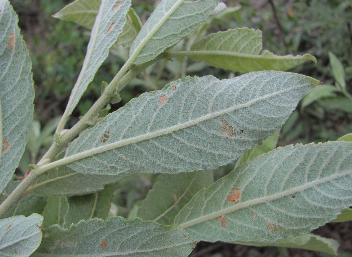 Изображение особи Salix cinerea.