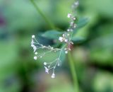 Galium sylvaticum. Веточка соцветия. Германия, Нижняя Саксония, окр. поселения Брюгген, опушка кленово-буково-ясеневого леса. 17.07.2019.