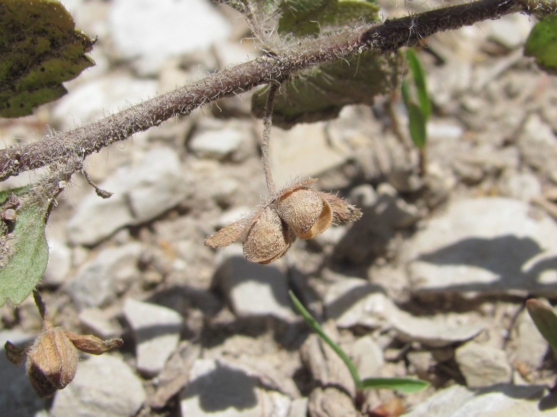 Image of genus Veronica specimen.