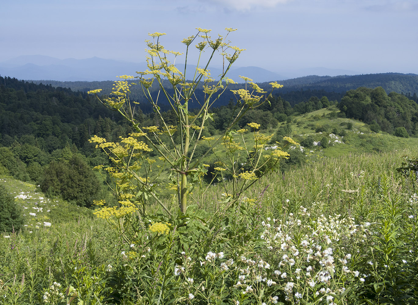 Image of Angelica tatianae specimen.