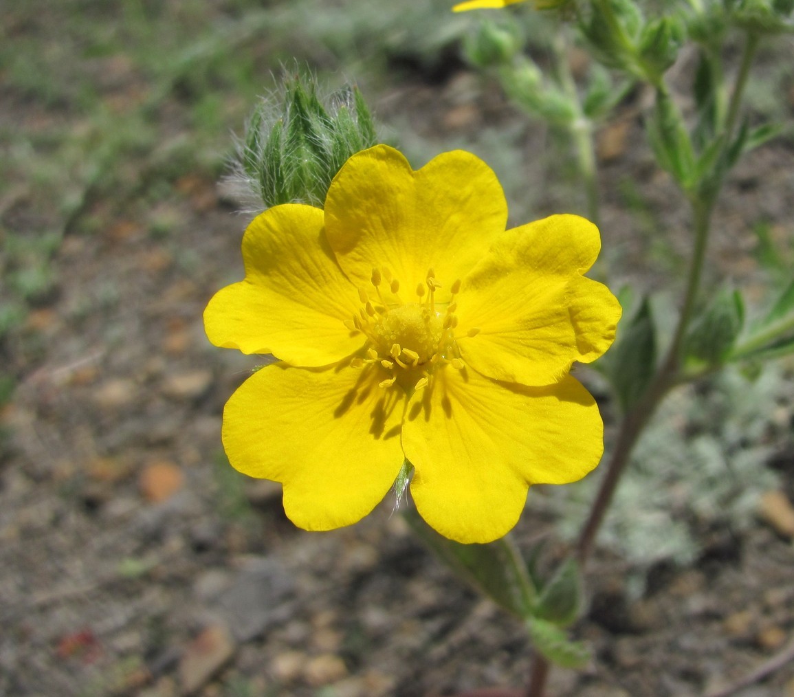 Image of Potentilla recta specimen.