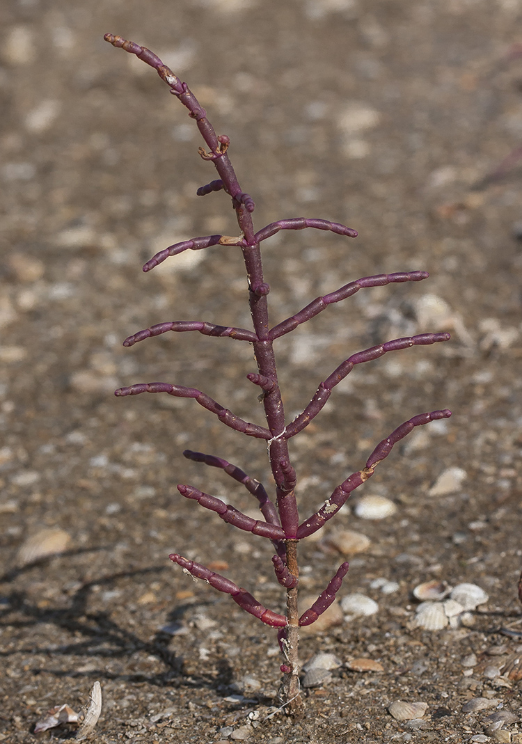 Изображение особи Salicornia perennans.