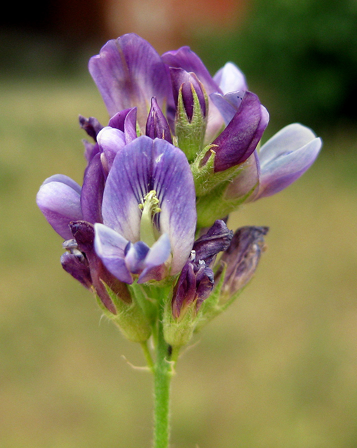 Image of Medicago × varia specimen.