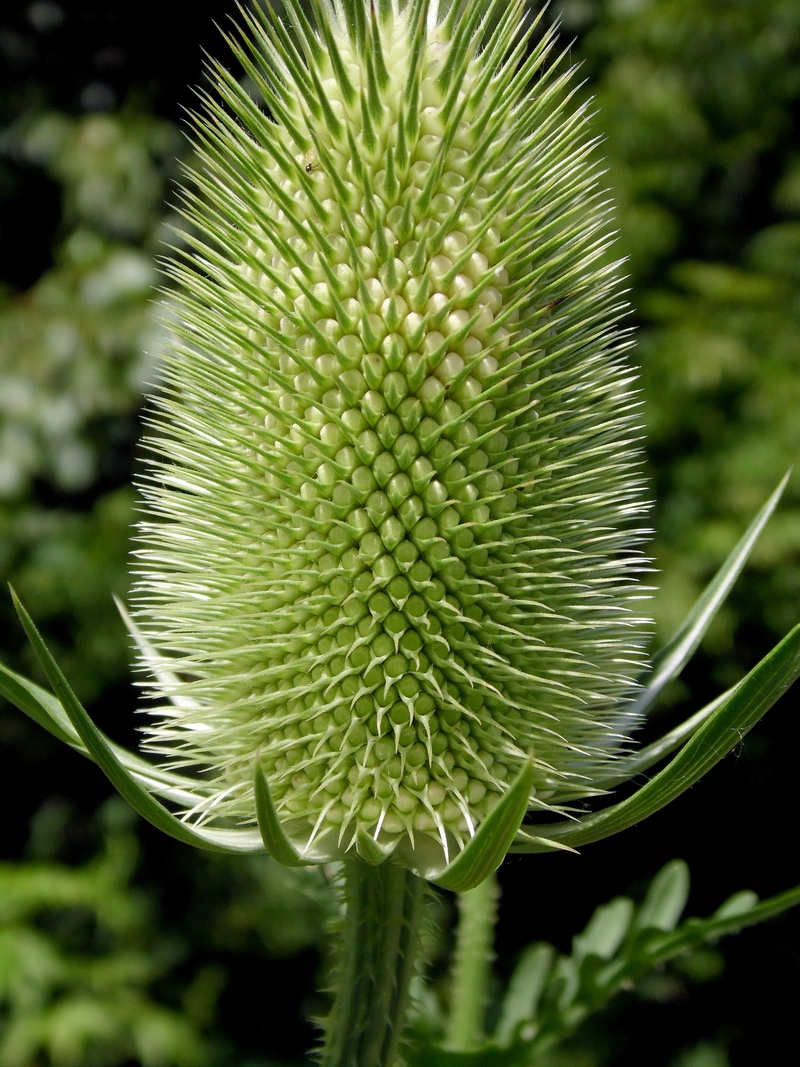 Image of Dipsacus laciniatus specimen.