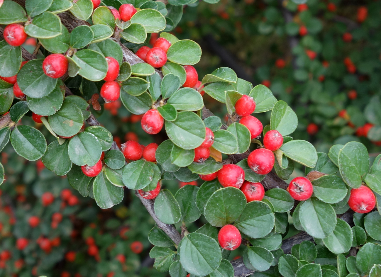 Image of Cotoneaster horizontalis specimen.