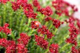 Rhodiola coccinea