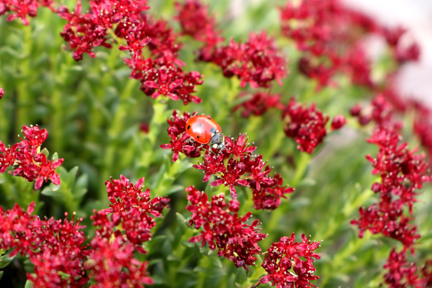 Изображение особи Rhodiola coccinea.