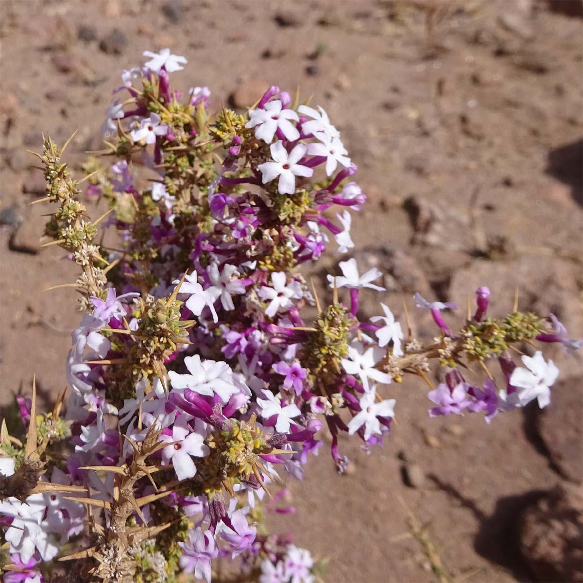 Image of Junellia seriphioides specimen.
