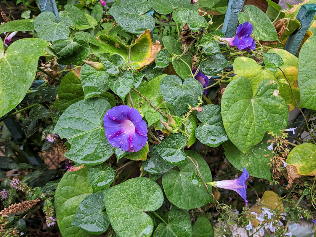 Image of Ipomoea purpurea specimen.