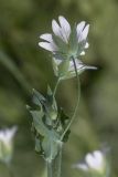 Cerastium davuricum