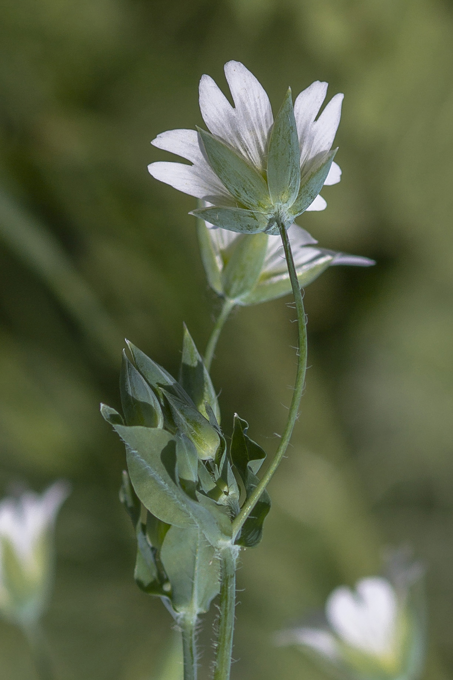 Изображение особи Cerastium davuricum.