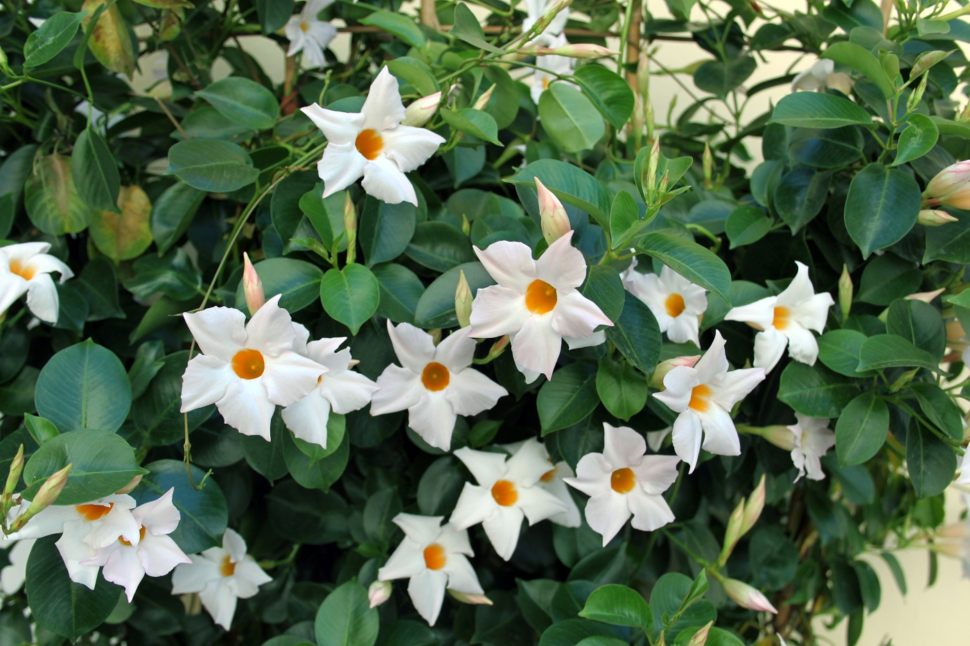 Image of Chonemorpha fragrans specimen.