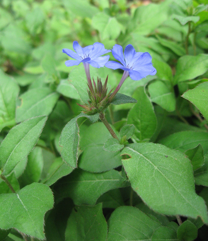 Image of Ceratostigma plumbaginoides specimen.