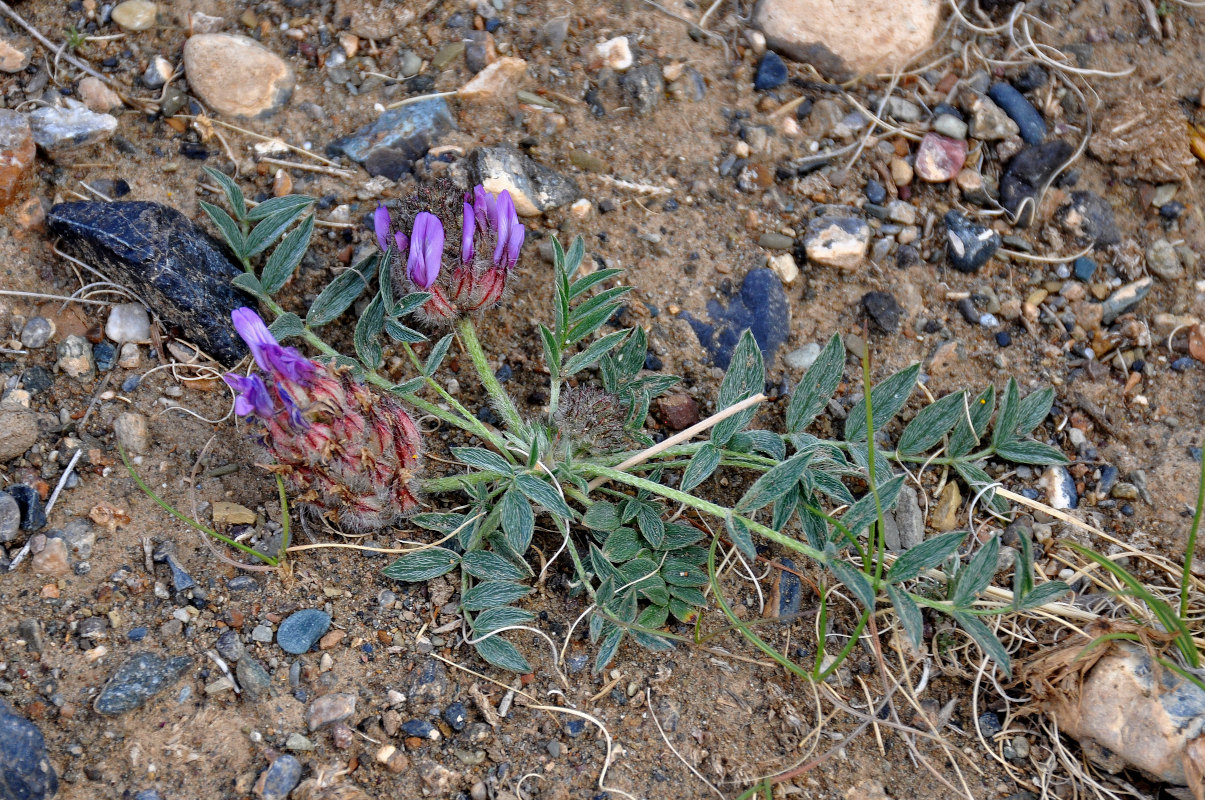 Изображение особи Astragalus laguroides.