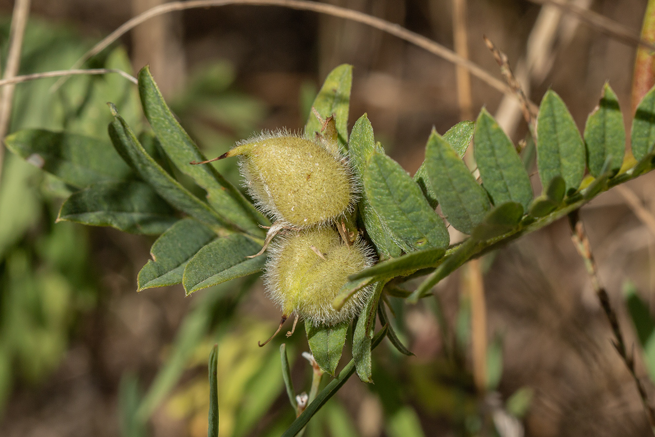 Изображение особи Astragalus cicer.