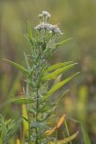 Achillea salicifolia. Верхушка растения с соцветиями. Ростовская обл., Азовский р-н, окр. хут. Лагутник, пойменный луг. 15.09.2019.