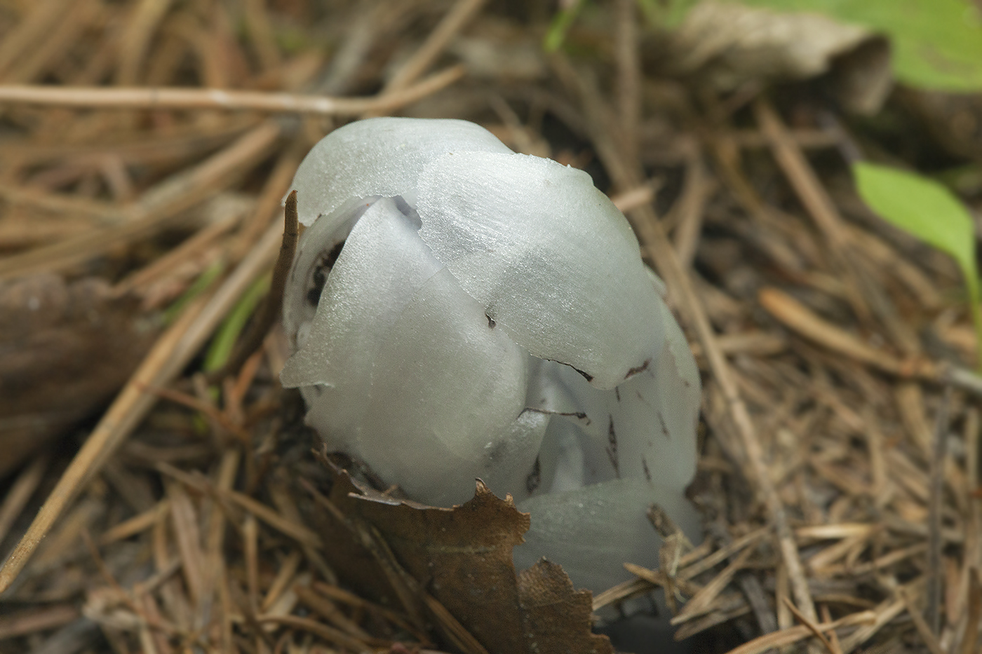 Image of Monotropastrum humile specimen.