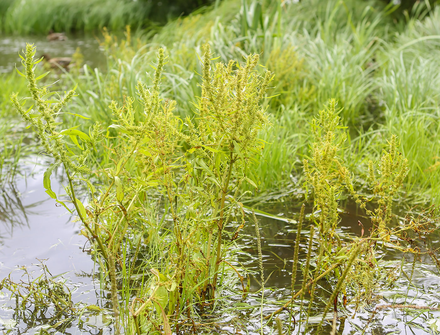 Изображение особи Rumex maritimus.