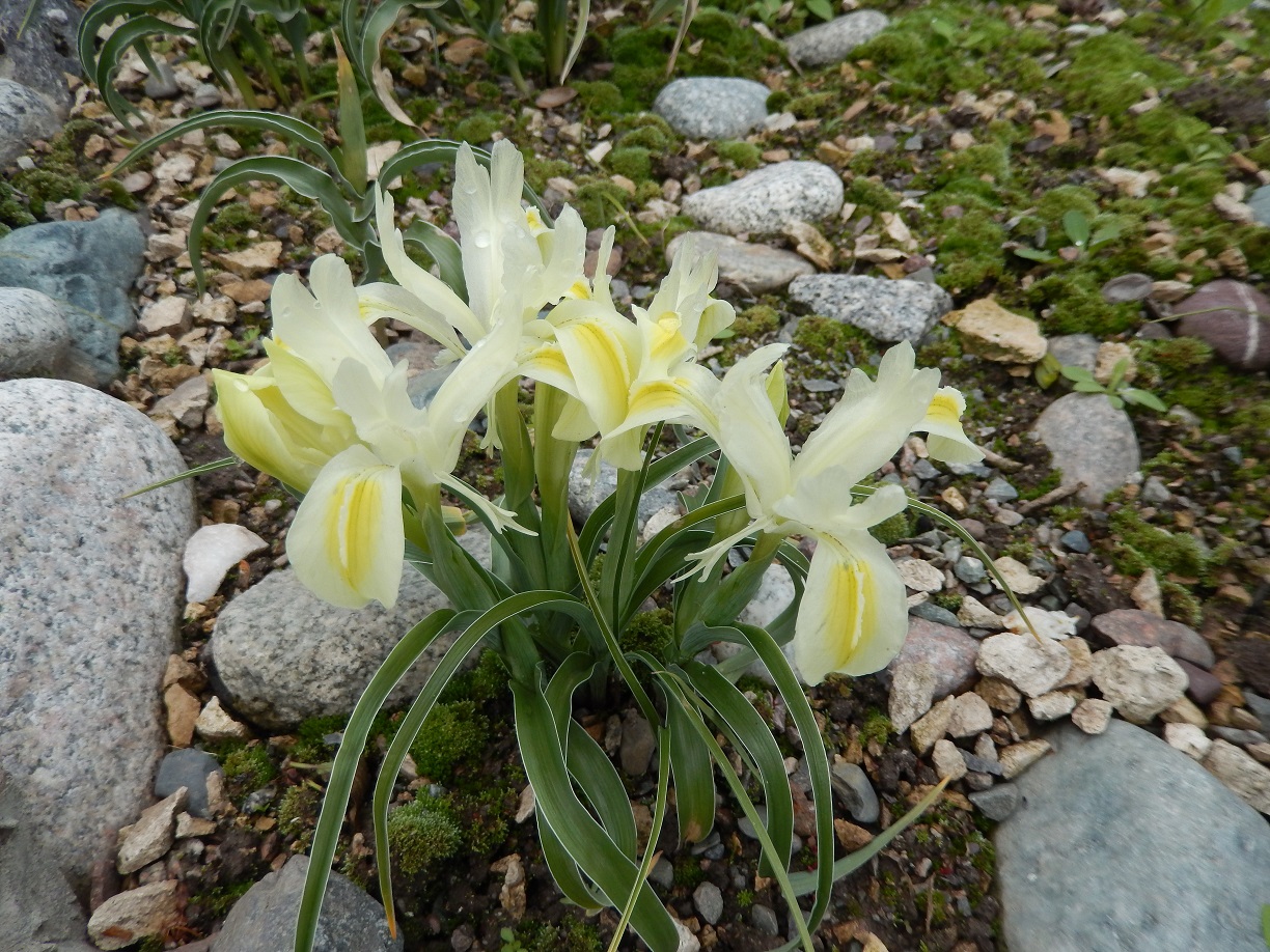Image of Juno linifolia specimen.