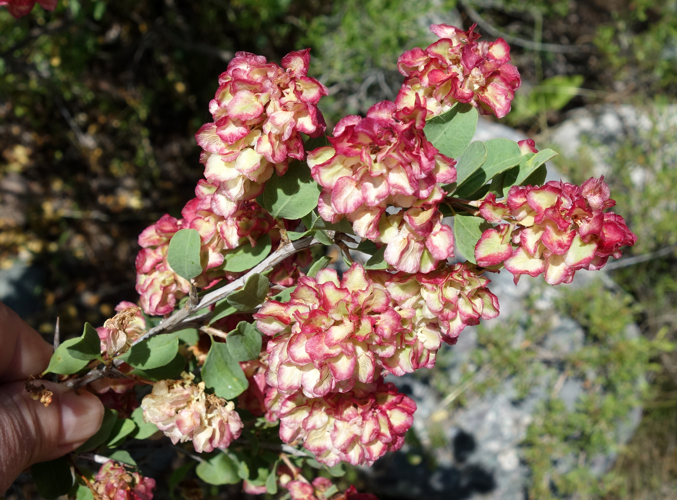 Изображение особи Atraphaxis pyrifolia.