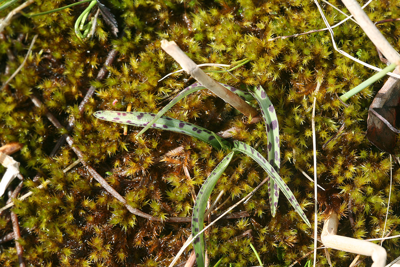Изображение особи Dactylorhiza traunsteineri.