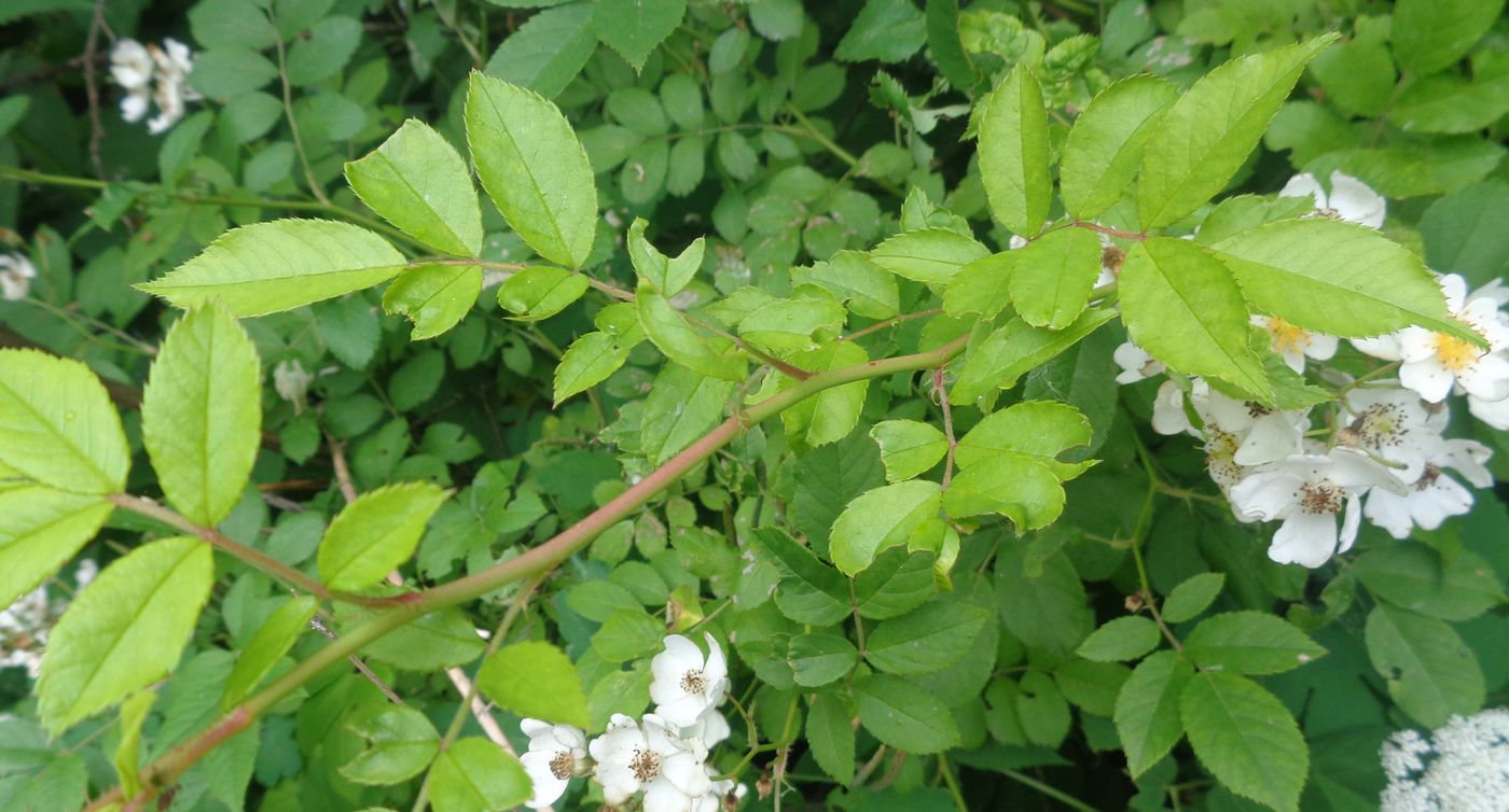 Image of Rosa multiflora specimen.