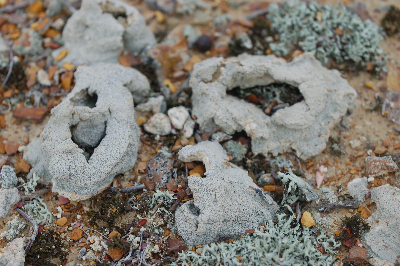 Image of Diploschistes diacapsis specimen.