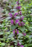 Lamium maculatum