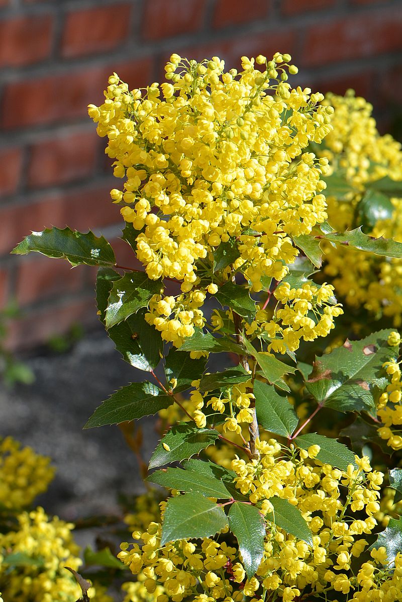 Image of Mahonia aquifolium specimen.