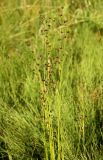 Juncus articulatus. Верхушки побегов цветущего растения. Архангельская обл., Вельский р-н, окр. пос. Усть-Шоноша, берег р. Вель. 19 июля 2010 г.