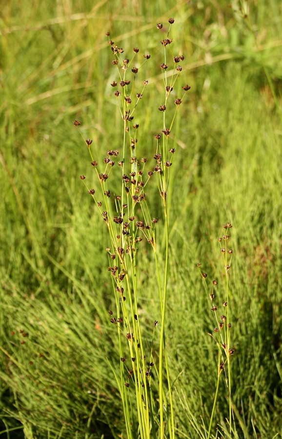 Image of Juncus articulatus specimen.