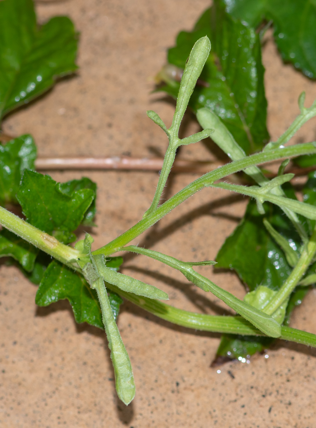 Изображение особи Nidorella resedifolia.