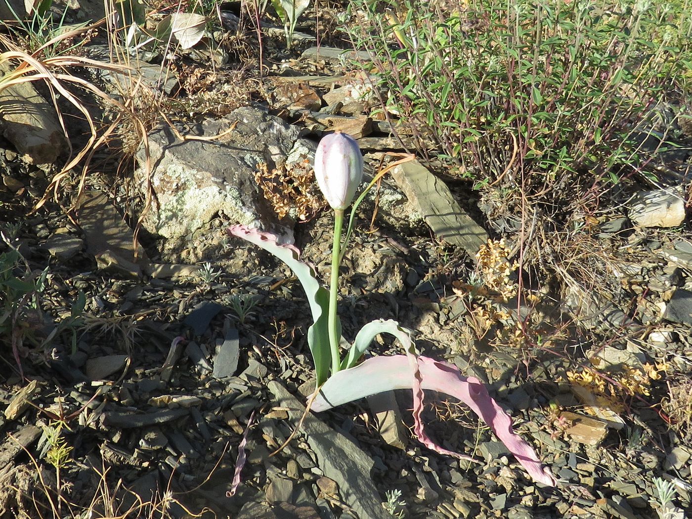 Изображение особи Tulipa korolkowii.