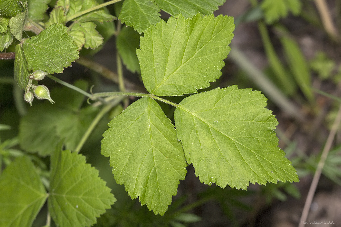 Изображение особи Rubus caesius.