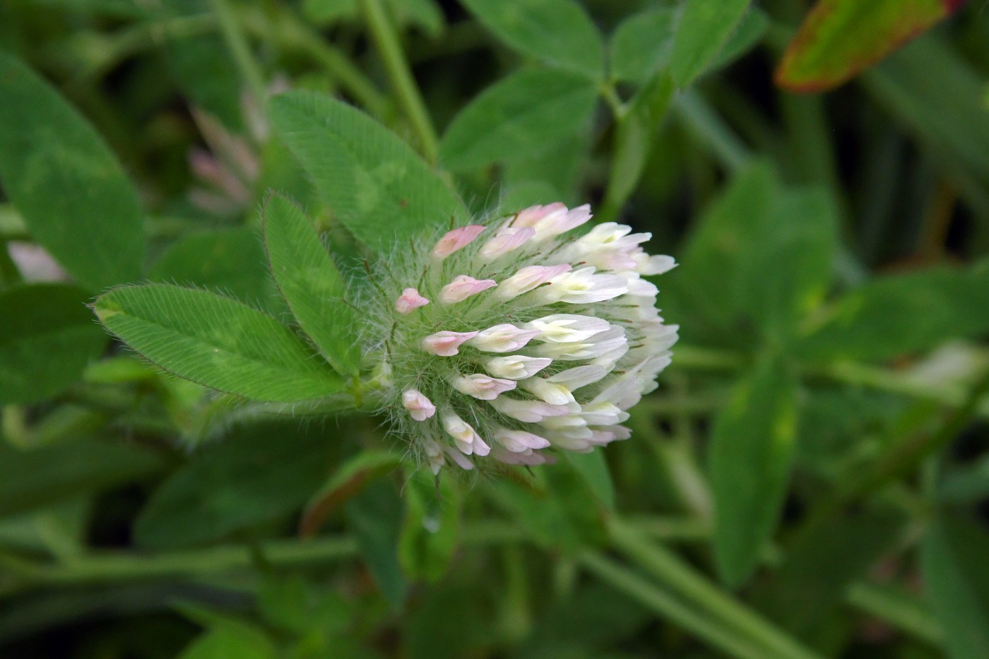 Image of Trifolium diffusum specimen.