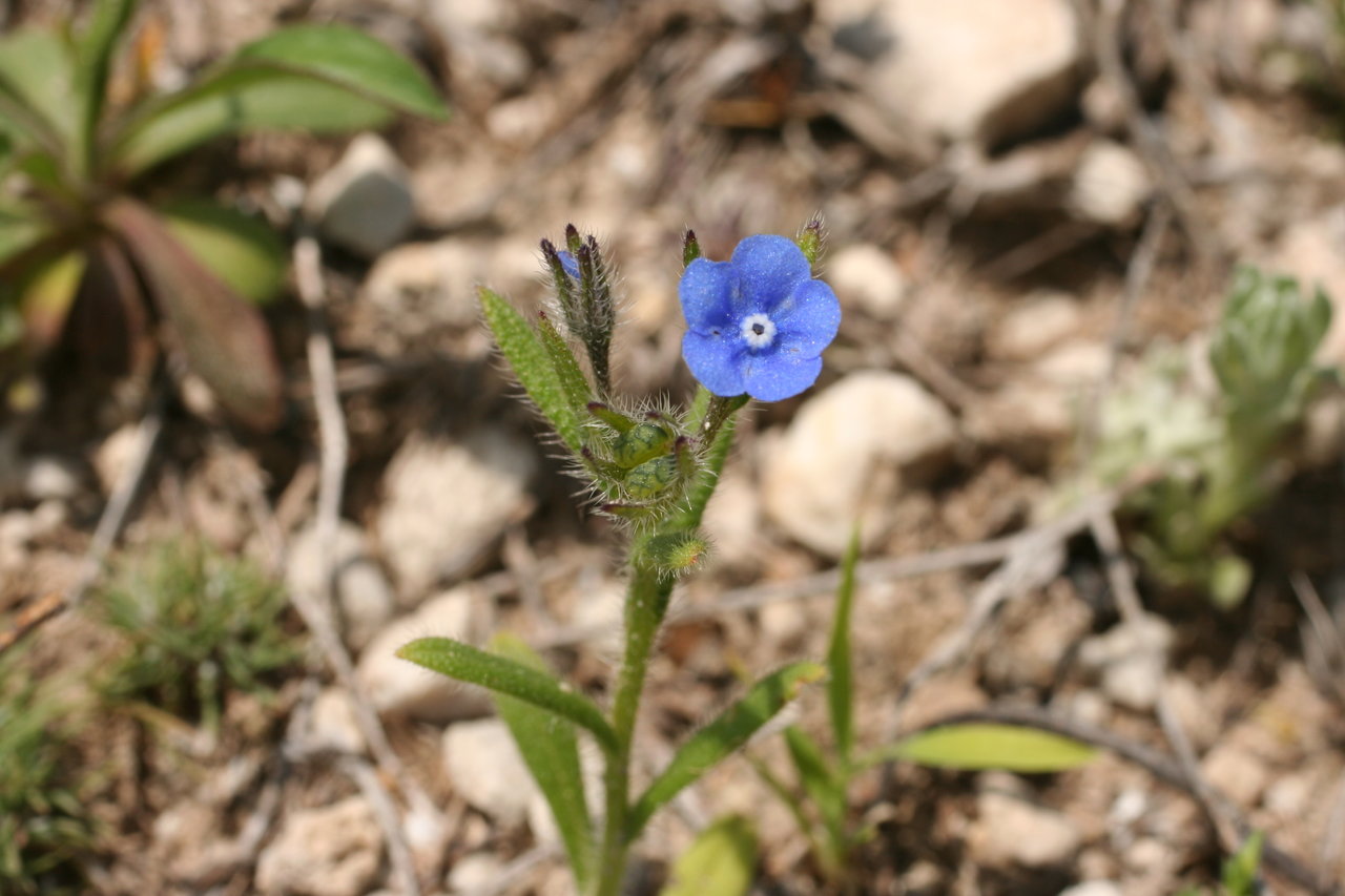 Image of Gastrocotyle macedonica specimen.