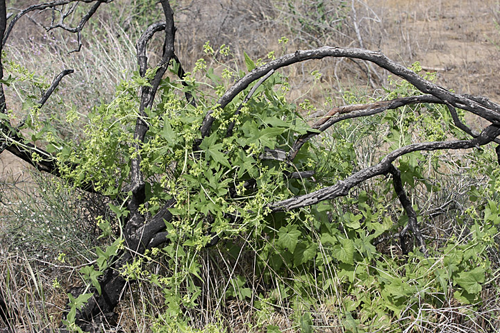 Image of Bryonia melanocarpa specimen.