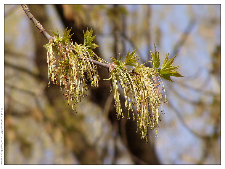 Image of Acer negundo specimen.