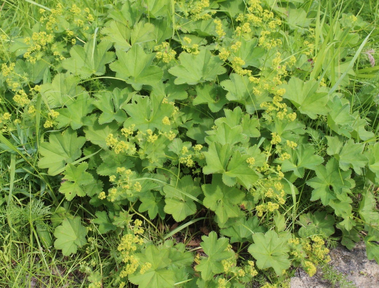 Изображение особи Alchemilla uralensis.