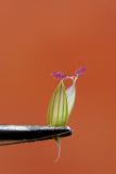 genus Digitaria. Колосок. Республика Адыгея, г. Майкоп, сорное в огороде. 26.07.2020.