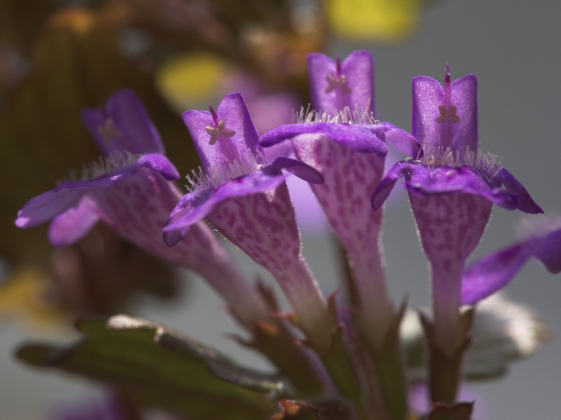 Image of Glechoma hederacea ssp. grandis specimen.