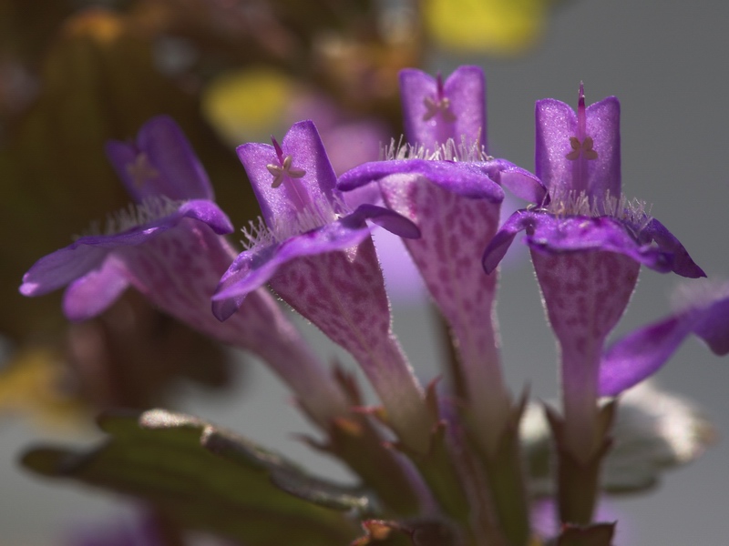 Изображение особи Glechoma hederacea ssp. grandis.