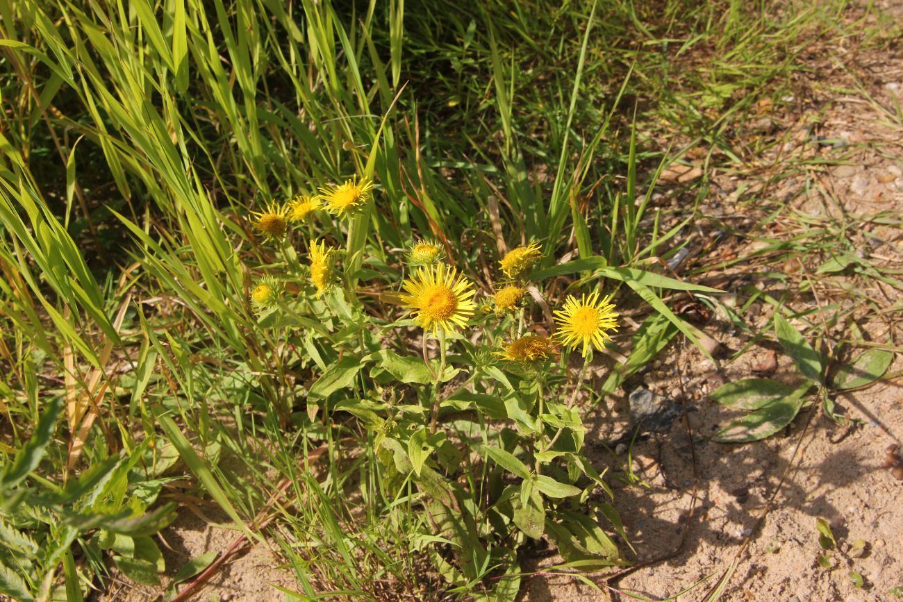 Изображение особи Inula britannica.