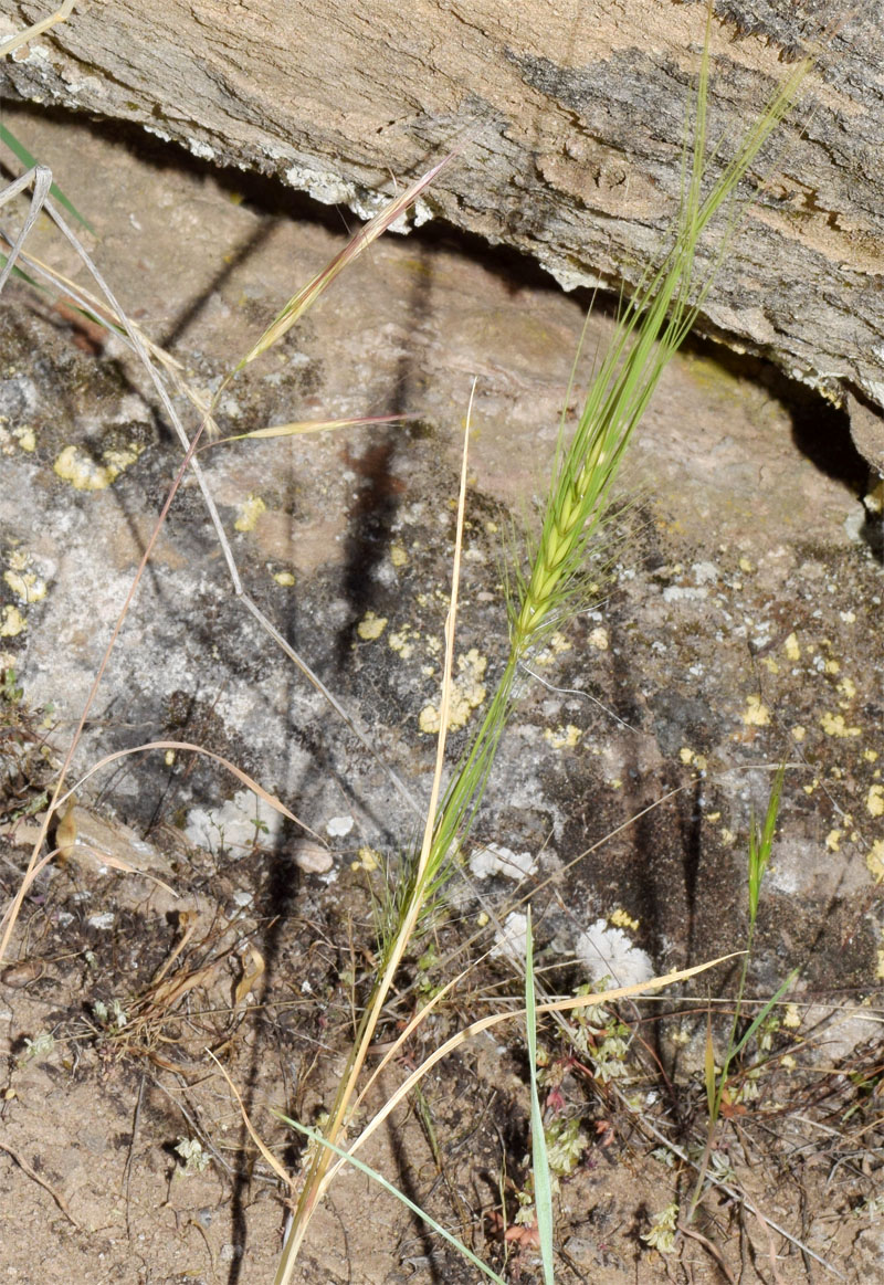 Image of Taeniatherum crinitum specimen.