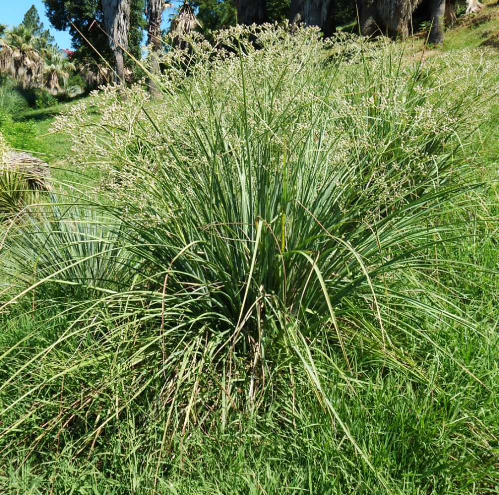 Image of Eryngium yuccifolium specimen.