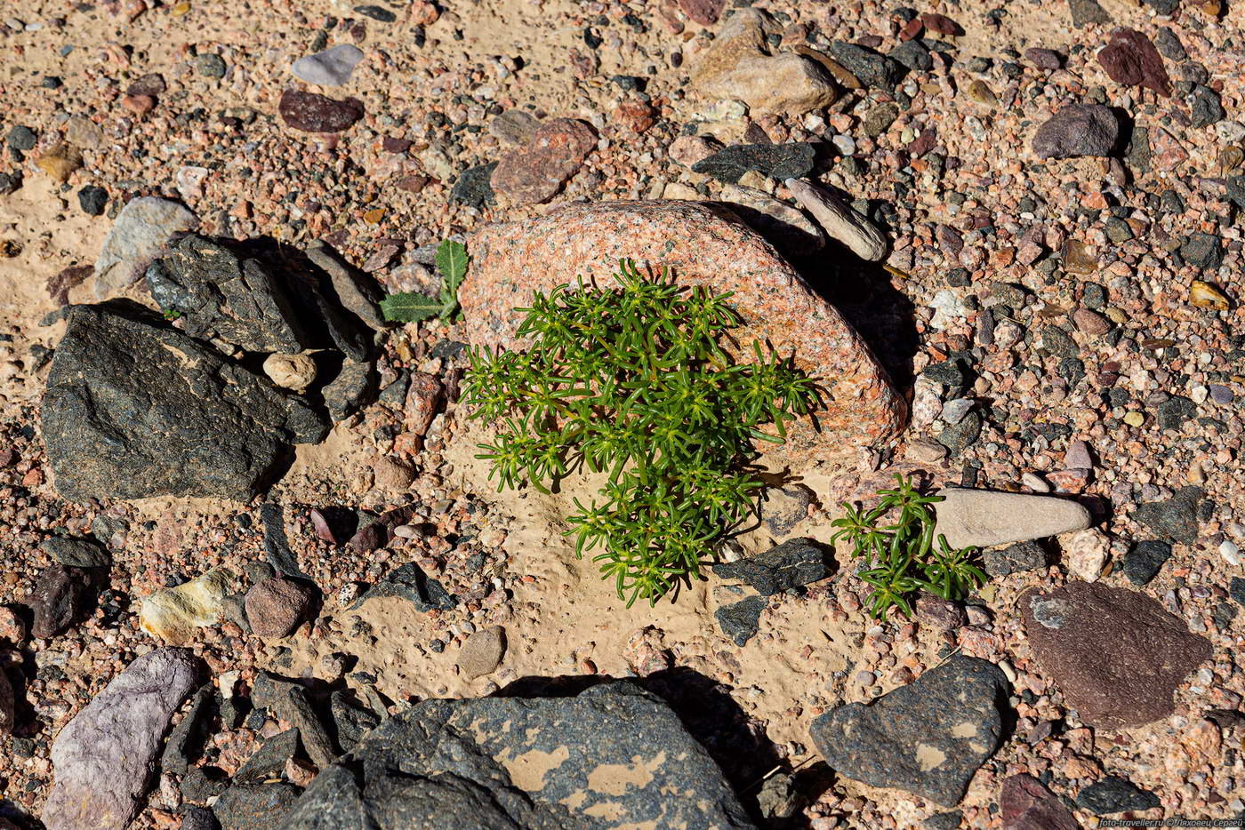 Image of Tetraena simplex specimen.