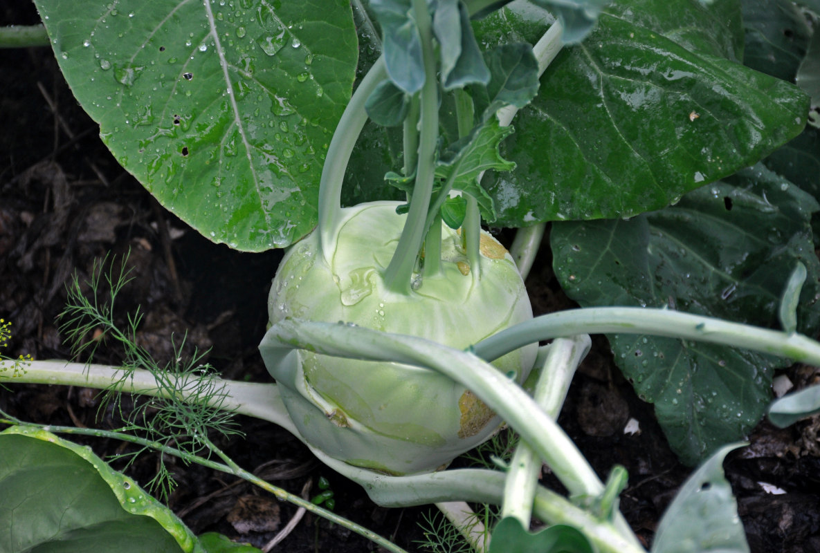 Изображение особи Brassica oleracea var. gongylodes.