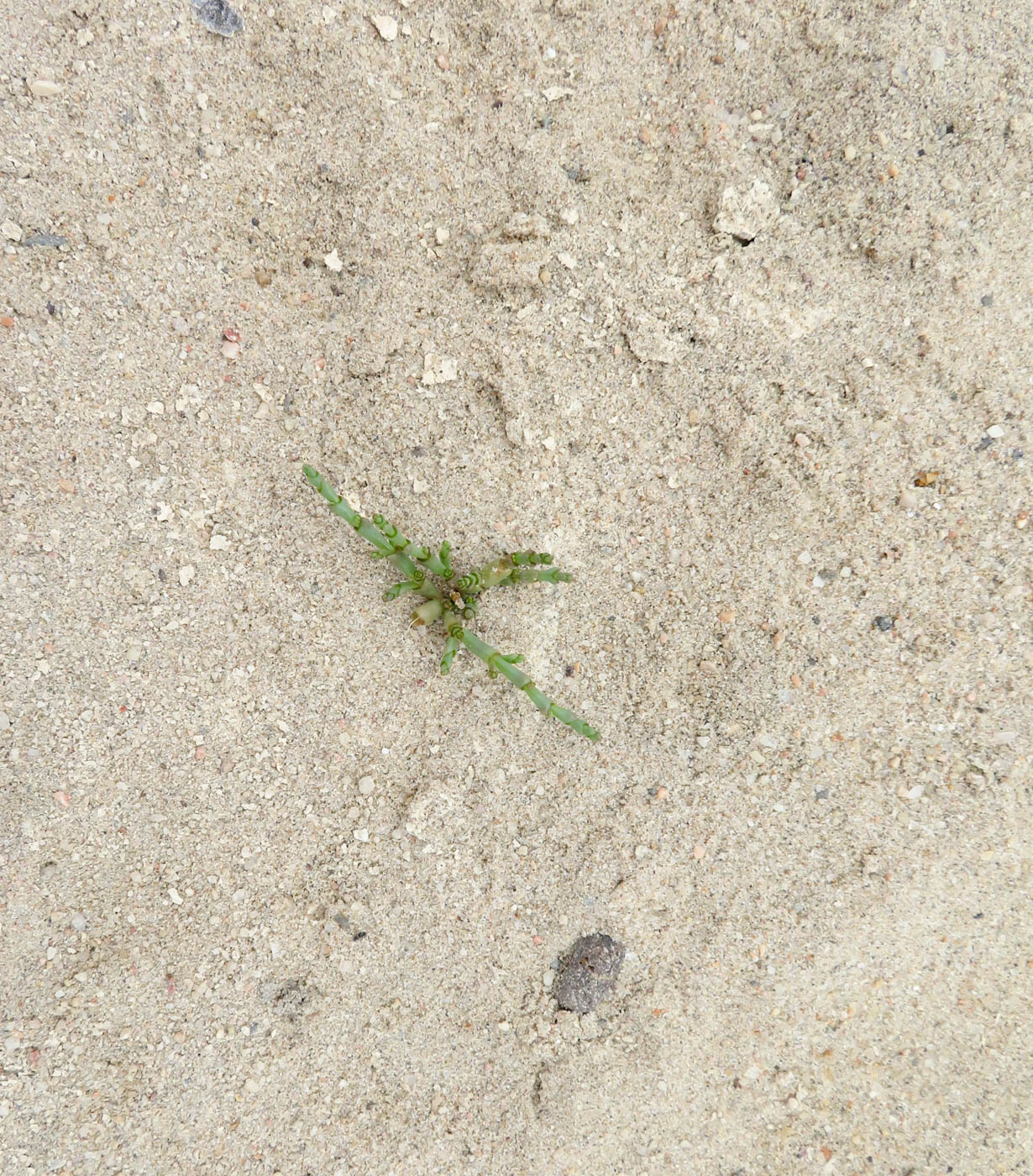 Изображение особи Salicornia natalensis.