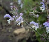 Salvia sclarea