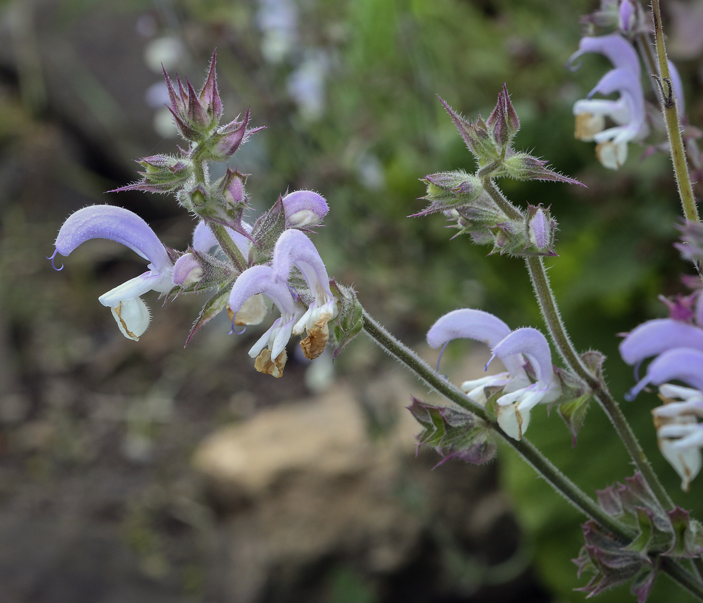 Image of Salvia sclarea specimen.